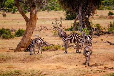 Zebras by on field at tsavo east national park