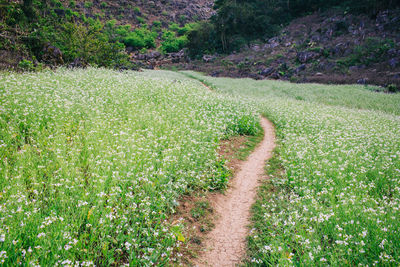 Plants growing on field