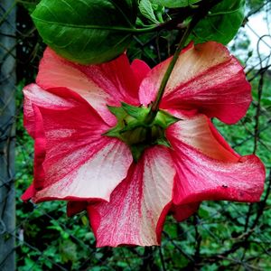 Close-up of pink hibiscus flower