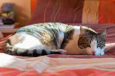 Close-up of a cat sleeping on bed