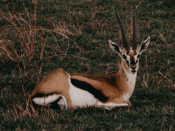 View of deer relaxing on field