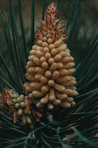 Close-up of pine cone on plant