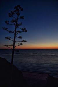 Silhouette tree on beach against sky at sunset