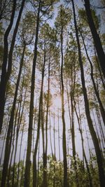 Low angle view of bamboo trees in forest