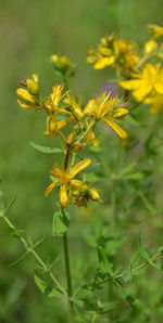 Close-up of insect on yellow flower