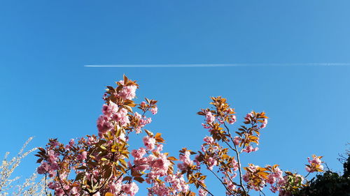 Low angle view of cherry blossoms against blue sky