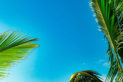 Low angle view of coconut palm tree against blue sky