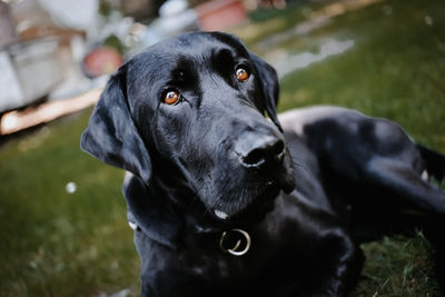 Close-up of black dog