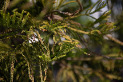 Close-up of pine tree