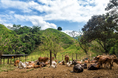 Cows with green hill in background