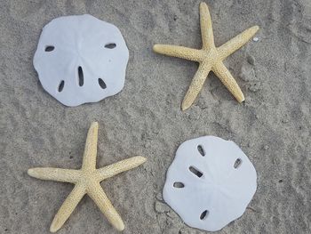 High angle view of starfish on beach