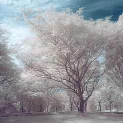 Bare trees against sky