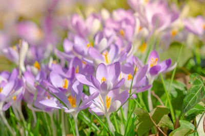 Close-up of purple crocus flowers on field