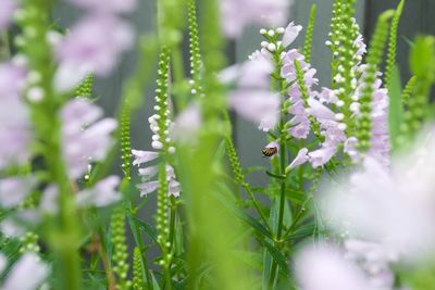 Close-up of flowers blooming outdoors