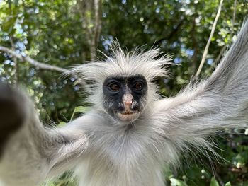 Close-up of colobus red monkey