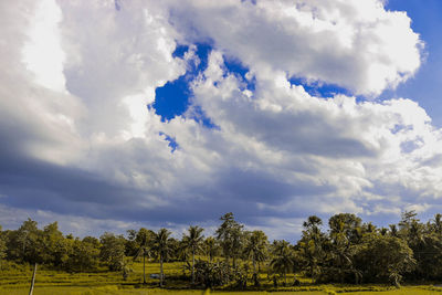 Trees on field against sky