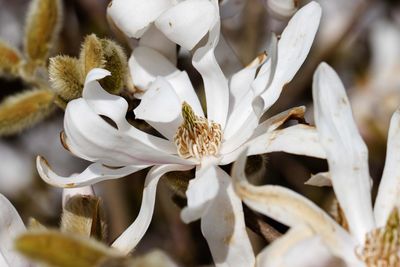 Close-up of white flowering plants