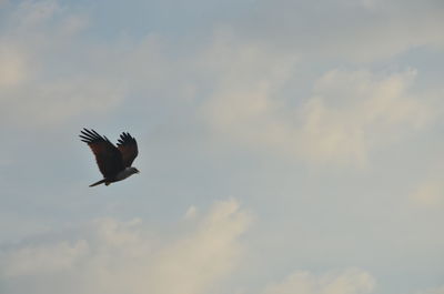 Bird flying against sky