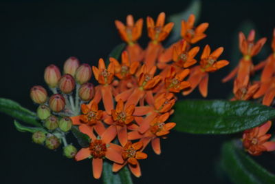 Close-up of red flowering plant