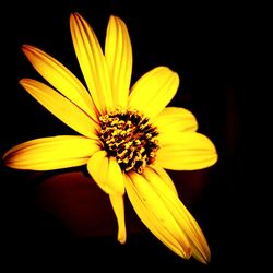 Close-up of yellow flower blooming against black background