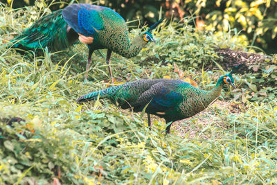 Peacocks walk