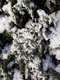 Full frame shot of snow covered tree