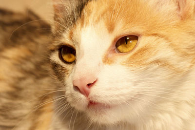 Close-up portrait of cat