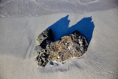 Close-up of starfish on sand at beach