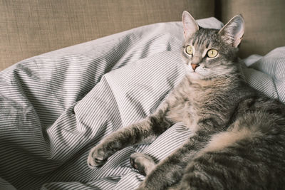 Portrait of cat relaxing on sofa