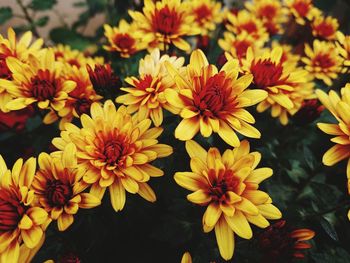 Close-up of yellow flowering plants