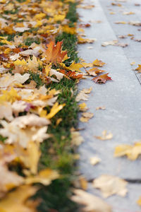 High angle view of autumn leaves on footpath