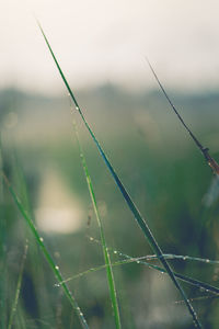 Close-up of wet grass on field