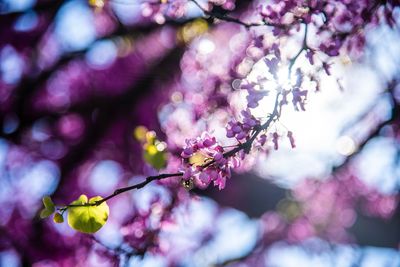 Low angle view of pink cherry blossom