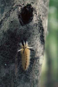 Close-up of insect on tree trunk