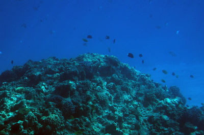 View of fish swimming underwater