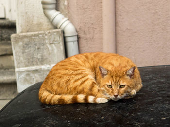 Cat sitting on a footpath