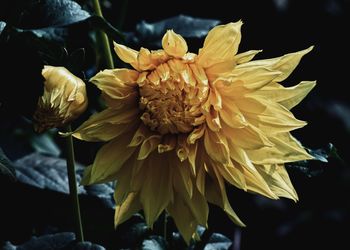 Close-up of wilted plant