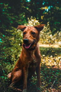 Dog looking away while sitting at forest