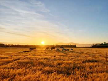 Scenic view of agricultural field against sky during sunset