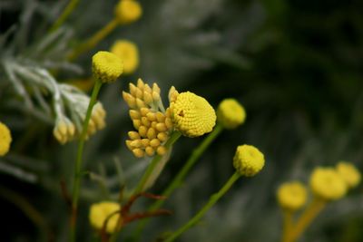 Close-up of yellow flowers blooming outdoors