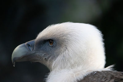 Close-up of vulture looking away against blurred background