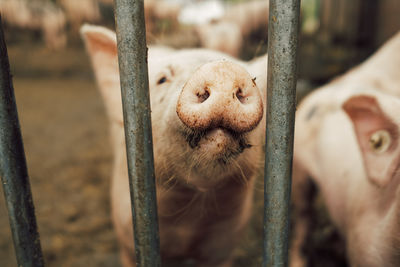 Close-up of pig