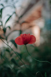 Close-up of red rose flower on field