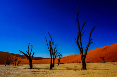 Bare trees at dead vlei in naukluft national park against clear blue sky