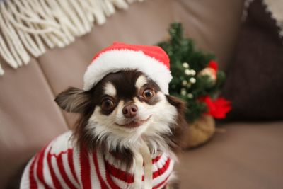 Portrait of chihuahua wearing santa hat while sitting on sofa at home