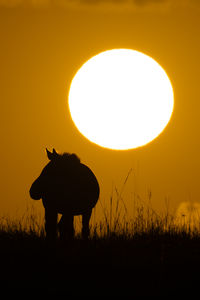 Rear view of man standing on field against sky during sunset