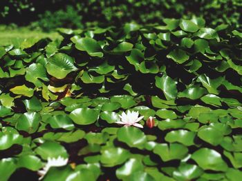 Close-up of green leaves