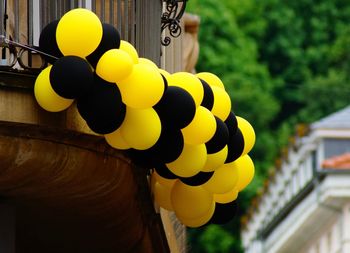 Low angle view of yellow flower hanging on plant