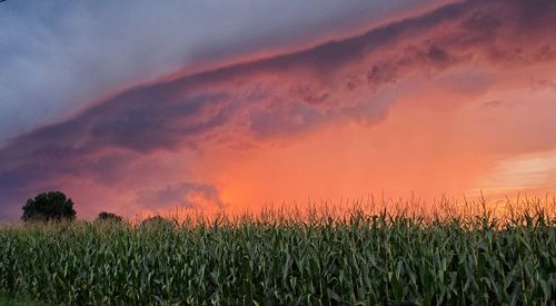 Crops growing on field against sky during sunset