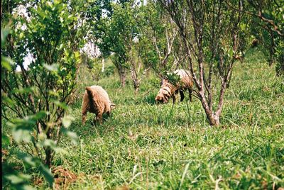 Sheep on field